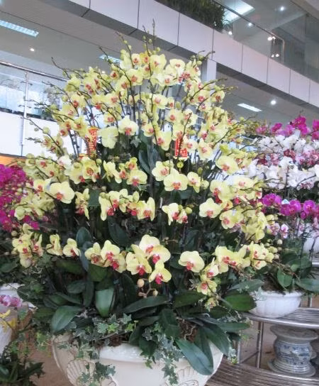 Thậm chí, dịp Tết 2015, một đại gia chi 88 triệu đồng để mua một chậu lan hồ điệp hoành tráng.