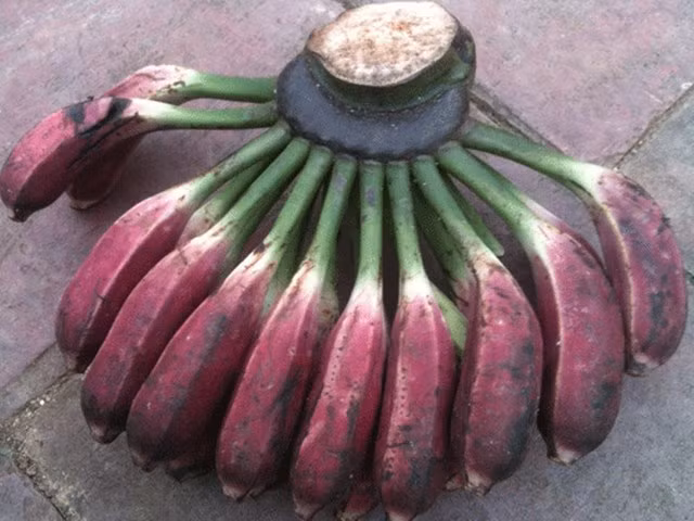 Điểm đáng chú ở chuối hột là chúng có rất nhiều hột, nhất là chuối hột mọc ở rừng. Thay vì có màu xanh thường thấy, chúng có màu nâu pha đỏ khá lạ. Chỉ khi chín mới có màu vàng đẹp mắt. Chuối hột thường dùng để ngâm rượu hoặc cùng như một vị thuốc đông y.