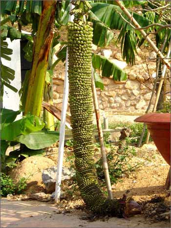 Bên cạnh những giống chuối hình thù độc lạ hoặc màu sắc hút mắt thì có những giống chuối bất ngờ cho cả trăm nải. Thậm chí, chủ nhân của những cây chuối này phải làm giá chống đỡ cho những buồng chuối quá "khủng".