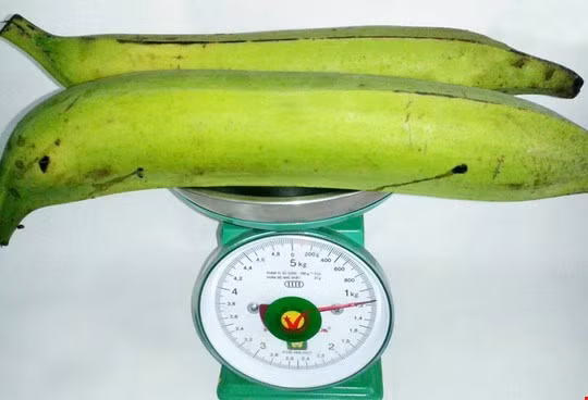 Chuối khổng lồ trồng được ở Trà Vinh có trọng lượng 0,5 - 1,2kg, dài 35-40cm khiến nhiều người không khỏi ngỡ ngàng. Cũng như chuối sáp, chuối tá quạ không ăn ngay được mà phải luộc chín. Chúng được chế biến nhiều món ăn rất hấp dẫn như nấu cà ri, lẩu, giả cầy hoặc luộc.