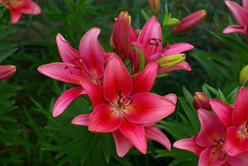 Bat mi 8 loai hoa ly choi Tet cuc “chuan“-Hinh-2