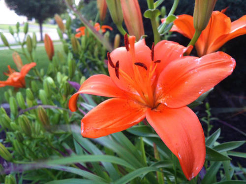 Ly màu cam có giá "mềm" hơn so với các loại ly kể trên, dao động từ 100.000 - 160.000 đồng/cành. Loại đẹp nhất là 4 tai (có cả tai nở, chưa nở, và sắp nở, các tai đều nhau mùi rất thơm).