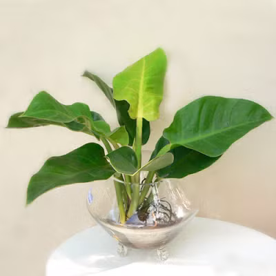 Chọn một chậu cảnh phong thủy Bách thủy tiên trong nhà, với nhiều người điều này mang ý nghĩa may mắn, thịnh vượng. Chúng là loại cây ưa nước, ưa ẩm, dễ trồng nên chỉ cần trồng thủy canh là có thể sống lâu, nở hoa đẹp.