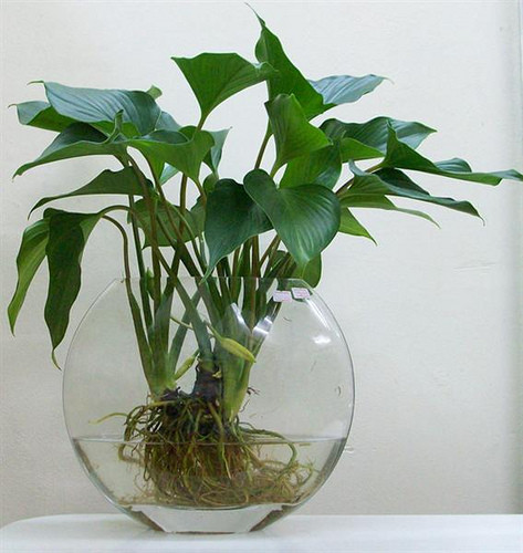 Cây thanh tâm mang ý nghĩa phong thủy là giúp bình lặng tâm hồn, xua tan những điều không hay trong cuộc sống. Chúng có sức sống bền bỉ, mãnh liệt và công chăm sóc không quá cầu kỳ. Hiện giá bán của chậu cảnh thanh tâm dao động từ 150.000 - 250.000 đồng.