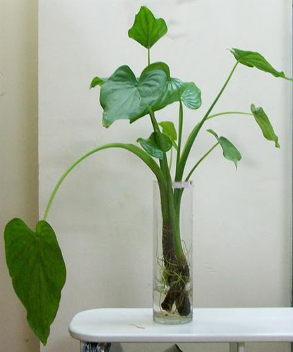 Môn tay Phật mang ý nghĩa cầu sự an lành, bình yên. Ngoài ra, đây còn là loại cây giúp đuổi côn trùng, muỗi rất hiệu nghiệm.