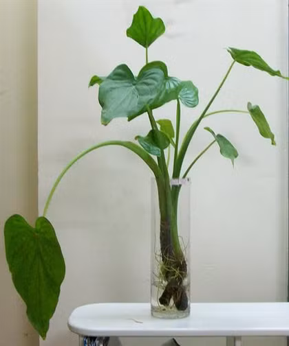 Môn tay Phật mang ý nghĩa cầu sự an lành, bình yên. Ngoài ra, đây còn là loại cây giúp đuổi côn trùng, muỗi rất hiệu nghiệm.