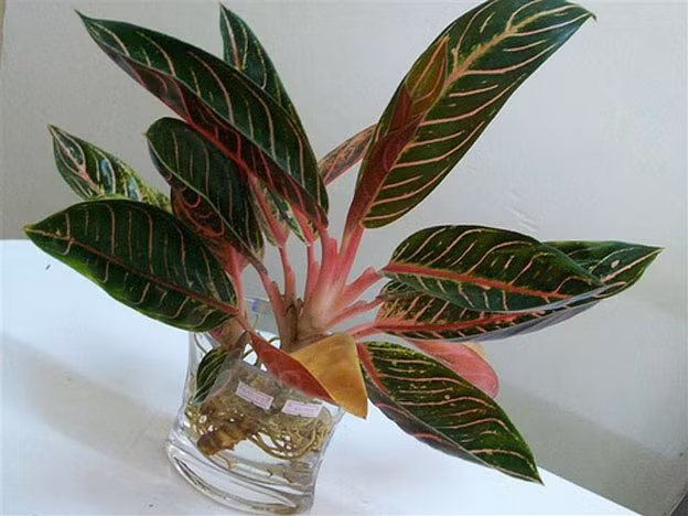 Dễ trồng và chăm sóc, cây thịnh vượng trong nước tượng trơng cho sự an khang, sự thịnh vượng, thích hợp đặt trong nhà hoặc trên bàn làm việc trong dịp năm mới. Chúng có giá từ 150.000 đồng/chậu.