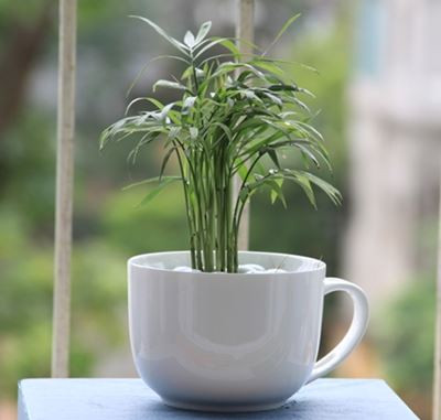 Trong số các loại cây cảnh đẹp, cau tiểu trâm rất được yêu thích. Chúng có giá bán trên thị trường từ 100.000 đồng/chậu. Trong phong thuỷ, cau tiểu trâm có tác dụng án ngữ và loại bỏ khí xấu. Trồng một cây cau tiểu trâm trong nhà để khai thông vượn khí, mang lại may mắn tài lộc