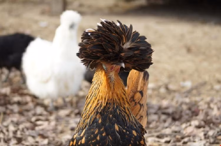 Tuy có năng suất trứng cao song nhiều đại gia tìm mua chúng chủ yếu để nuôi kiểng. Chúng từng gây sốt trong giới sinh vật cảnh khi giá bán lên tới 2.500 USD/con (khoảng hơn 50 triệu đồng).