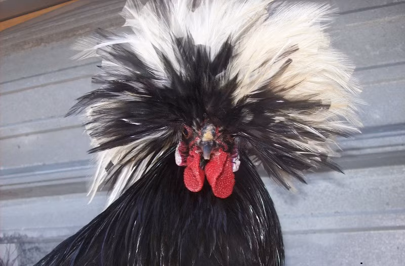 Mặc dù chiếc bờm lông trên đầu khiến chúng nổi bật và khác biệt, song nhúm lông này cũng khiến gà đôi khi bị che khuất tầm nhìn.