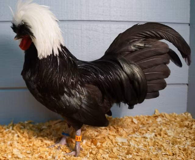 Gà Ba Lan có cân nặng trung bình khoảng 1,8–2 kg, năng suất trứng rất cao, 1-2 quả/ngày.