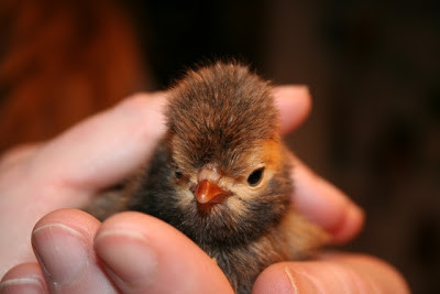 Hiện người muốn mua giống gà này có thể mua con giống với giá "mềm" hơn rất nhiều so với con trưởng thành (tùy theo độ tuổi của gà).