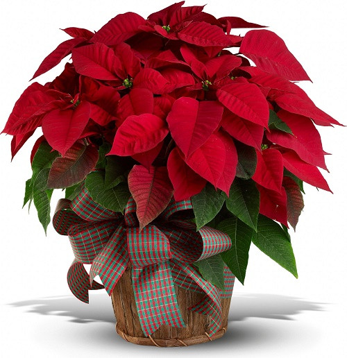 Hoa trạng nguyên thường được người miền Bắc dùng để trang trí trong nhà ngày đầu xuân. Theo quan niệm truyền thống, loài cây mang sắc đỏ thắm này không chỉ có ý nghĩa mang lại vận đỏ, may mắn mà còn là biểu tượng cho sự thành đạt, học hành giỏi giang và đỗ đạt thành tài như chính cái tên của nó. Mỗi chậu hoa trạng nguyên có giá từ 100.000 đồng.