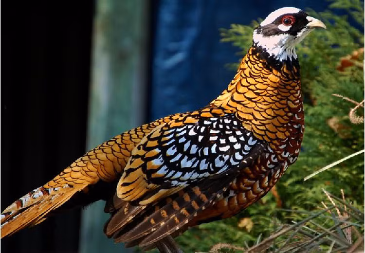 Chim trĩ hoàng đế là một loại chim quý hiếm. Chúng được coi là loài chim mang lại tài lộc, may mắn nên thường được người kinh doanh, buôn bán mua về nuôi cảnh hoặc làm quà tặng, đặc biệt là dịp Tết Âm lịch.