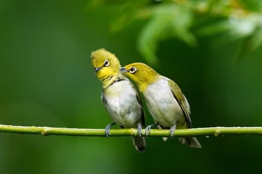 Chim vành khuyên với bộ lông óng mượt, màu hoa mơ, hình dáng thon gọn bao giờ cũng hút khách đại gia tìm mua. Giá loại chim này có nhiều mức, từ vài triệu đến cả trăm triệu đồng.