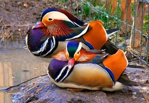 Đây là loài xuất hiện nhiều ở miền Đông Châu Á như Trung Quốc, Nga... Một vài năm trở lại đây, một số vườn chim và người mê chim cảnh đã nuôi và cho sinh sản thành công loài vịt độc đáo bậc nhất này.