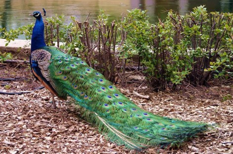 Chim công đang được nhiều đại gia chọn mua làm quà biếu Tết vì mê hình dáng bên ngoài của chúng. Ngoài ra, trong quan niệm của nhiều người, loài chim quý này tượng trưng cho sự giàu sang, quý phái, vì thế chúng sẽ là món quà biếu thích hợp.