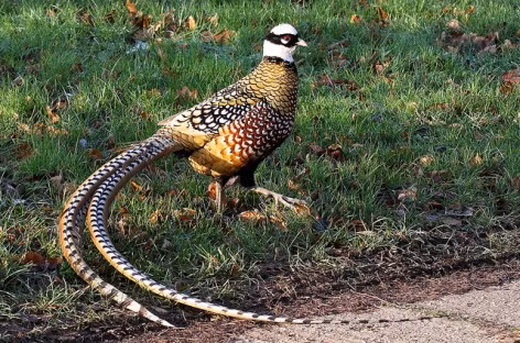 Ngoài ra, loài chim này rất khó nuôi, nên người chơi chim cảnh phải khá cầu kỳ trong việc chọn giống, chăm sóc chúng. Vì thế, chim trĩ hoàng đế có giá cả chục triệu đồng.