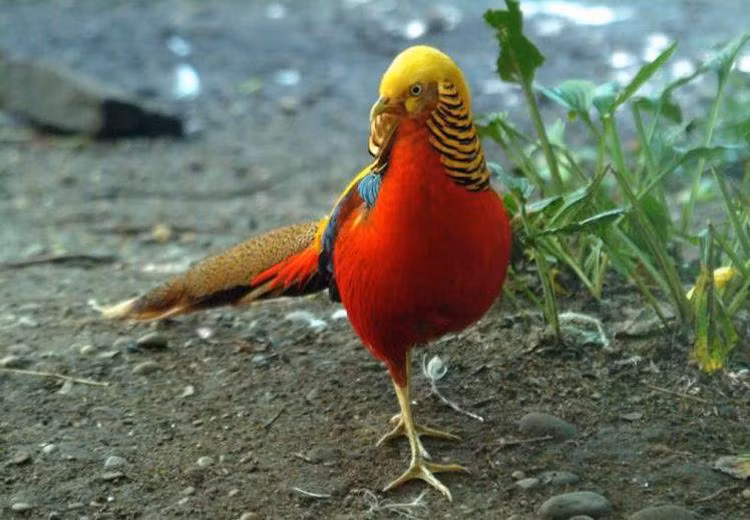 Riêng dòng chim trĩ đỏ 7 màu rất cuốn hút người xem, chúng có giá từ 8 triệu đồng/cặp.