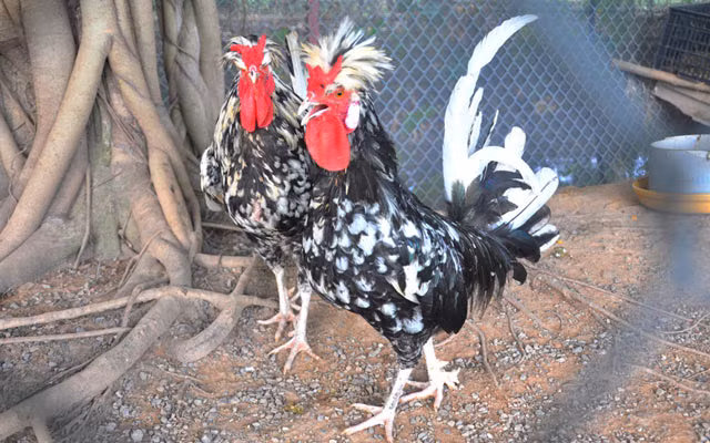 Gà Quý phi hay còn gọi là gà Hoàng Gia, có nguồn gốc từ nước Anh. Chúng là giống gà quý có bộ lông và hình dáng đẹp, thịt ngon, bổ. Giá của chúng lên tới cả triệu đồng.