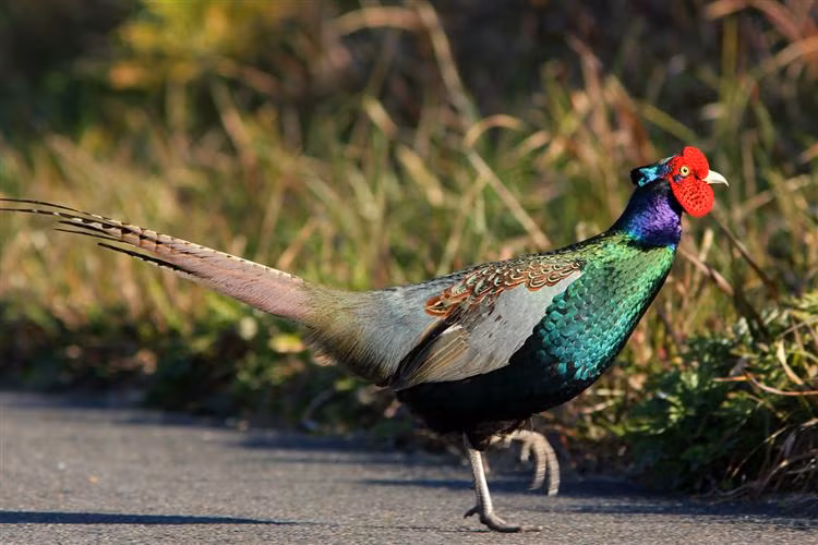 Chim trĩ xanh Nhật Bản (loại trưởng thành) có giá từ 7-8 triệu đồng/con.