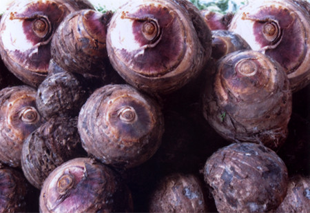 Khi mua khoai môn, để tránh mua hàng kém chất lượng, nên chọn củ tươi ngon. Có thể mua khoai tím Lục Yên cùng dòng khoai sọ nhưng đặc sắc hơn, vì có màu tím lạ mắt từ vỏ đến ruột, hoặc ruột trắng có nhiều chấm nhỏ màu tím.