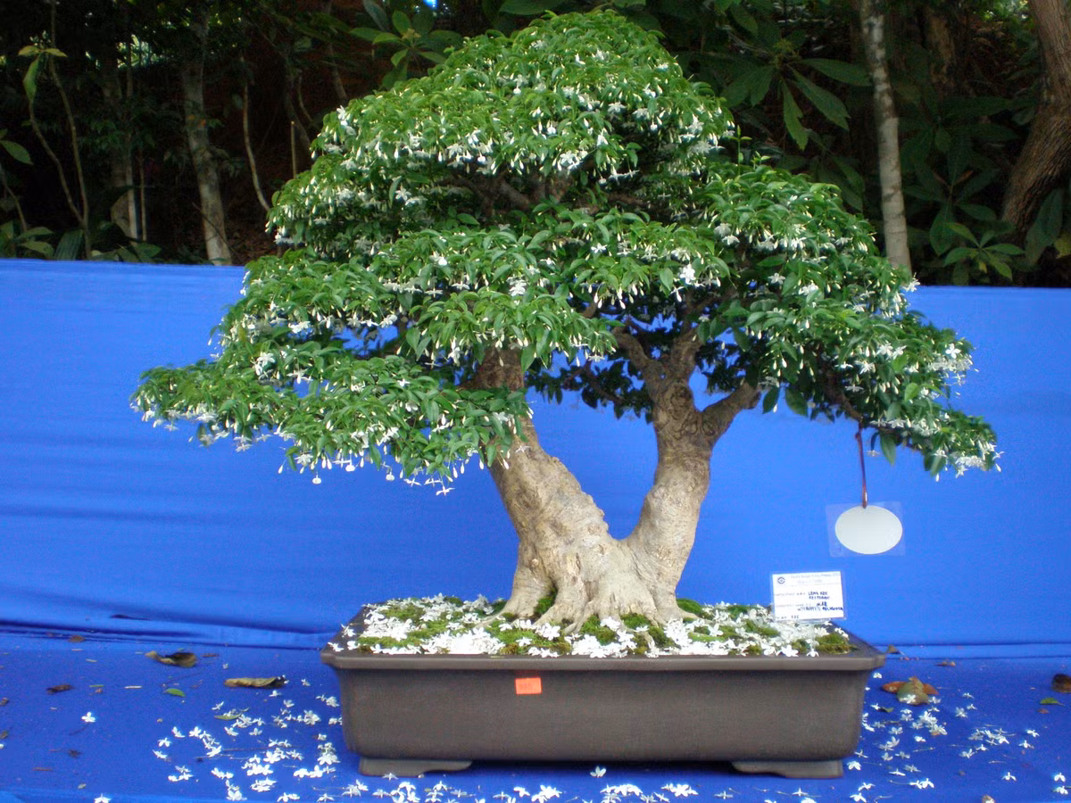 Tùy vào dáng, thế và tuổi đời mà mai chiếu thủy có giá từ 4 - 10 triệu đồng. Tuy nhiên, với những người chơi cây cảnh, giá cây rất khó định đoán vì đó là cả tâm huyết chăm sóc và niềm đam mê của các nghệ nhân dành cho tác phẩm của mình.