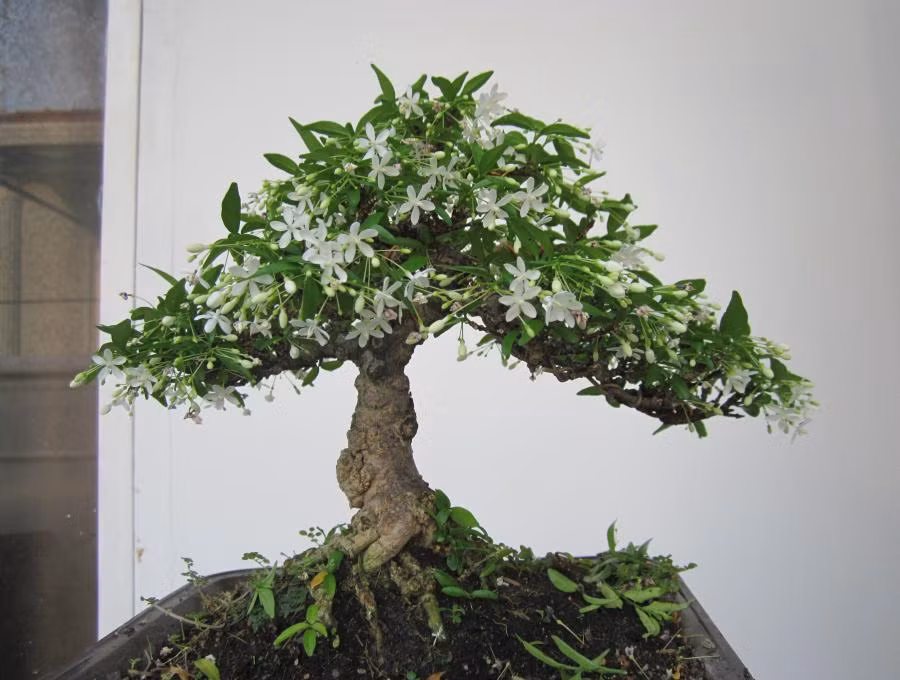 Chính vì ý nghĩa mà chúng mang lại, mai chiếu thủy rất được ưa chuộng, nhất là các dịp tết hoặc làm quà tặng.