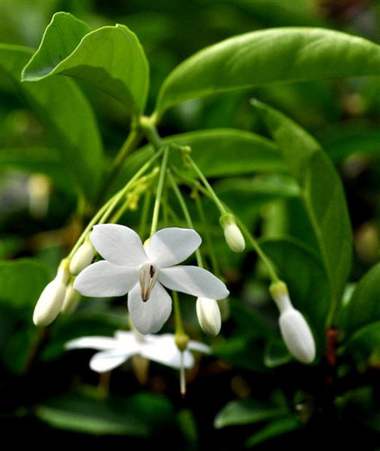 Hoa có 5 cánh nhìn thoáng qua giống hoa mai, nên có tên gọi là mai. Hoa mai chiếu thủy nở luôn luôn hướng xuống phía mặt đất, nên gọi là chiếu thổ, chiếu thủy.