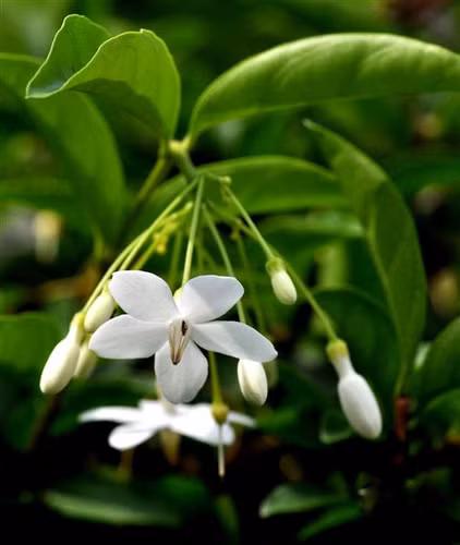 Hoa có 5 cánh nhìn thoáng qua giống hoa mai, nên có tên gọi là mai. Hoa mai chiếu thủy nở luôn luôn hướng xuống phía mặt đất, nên gọi là chiếu thổ, chiếu thủy.