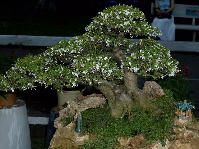 Loài mai này có thể nhân giống từ hạt hoặc chiết cành. Chúng không chỉ đẹp, dễ tạo dáng mà không quá cầu kỳ công chăm sóc. Mai chiếu thủy chỉ cần tưới nước hàng ngày và đặt cây ở nơi có ánh sáng dịu.