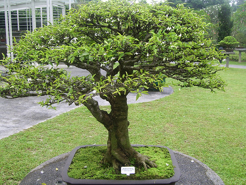 Mai chiếu thủy bonsai được ưa thích bởi những gốc mai uy nghiêm, tán rộng và hoa trắng điểm xuyến.