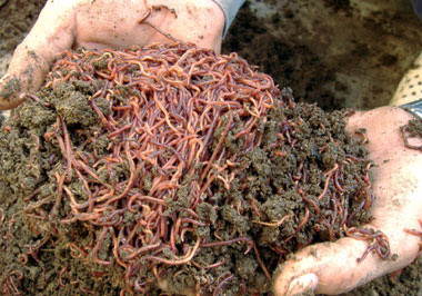 Một loại sản phẩm khác cũng được bán có tên gọi cao kỳ diệu, chế biến từ giun quế, dùng cho trẻ em và người già ăn cháo, có giá 100.000 đồng/hộp.