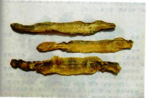 Theo bác sĩ Đông Y Nguyễn Mạnh Hùng (phòng khám đông y Kim Giang, Hoàng Mai, HN): "Các vị thuốc từ địa long có tác dụng bồi bổ sức khỏe, nâng cao thể trạng. Tuy nhiên, việc chế biến chúng cũng cầu kỳ và cẩn thận để đảm bảo vệ sinh. Việc mua các loại ruốc từ giun, trùn quế cũng nên chọn lựa nơi uy tín".