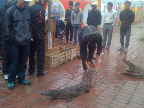 Giật mình hốt hoảng hơn, nhiều người đi đường tò mò vào xem cá sấu bò lổm ngổm bên vỉa hè chờ giết thịt bán. Thịt cá sấu được rao giá bán từ 200.000 - 350.000 đồng/kg. Ảnh: Infonet.