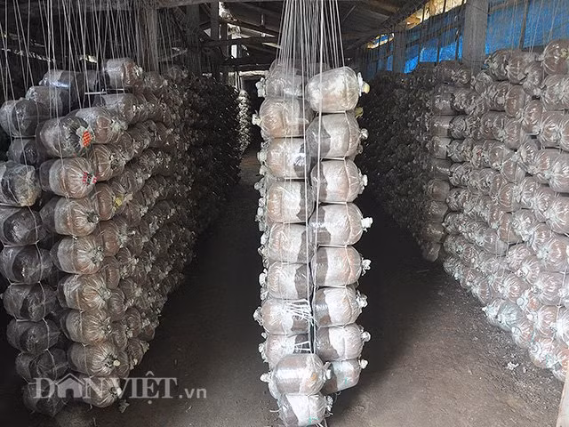 Ben trong dai ban doanh nam tien ty o Ninh Binh-Hinh-7