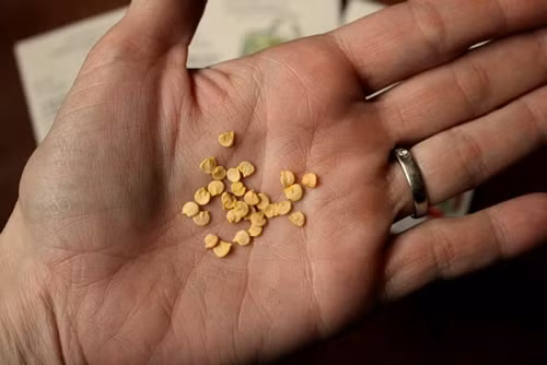 Bước 1: Bạn hãy mua hạt giống ớt tại các cửa hàng hạt giống ở Hà Nội, giá của chúng dao động từ 10.000 - 15.000 đồng/gói (tùy loại).