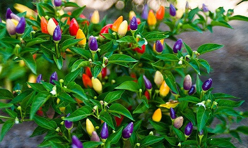 Bước 7: Thu hoạch ớt khi trái chín, sau khoảng 35-40 ngày ra hoa.