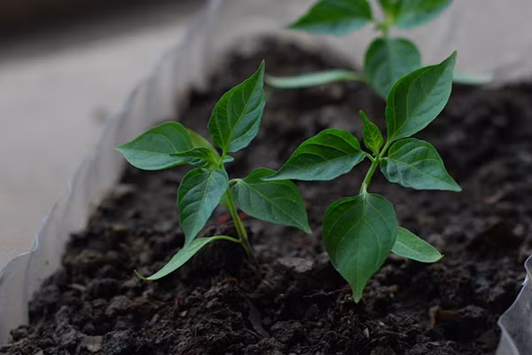 Bước 6: Khi cây cao khoảng 20cm, bạn tỉa các nhánh, lá cây ở bên dưới gốc để gốc cây thông thoáng. Chọn ngày nắng ráo để tỉa cành.