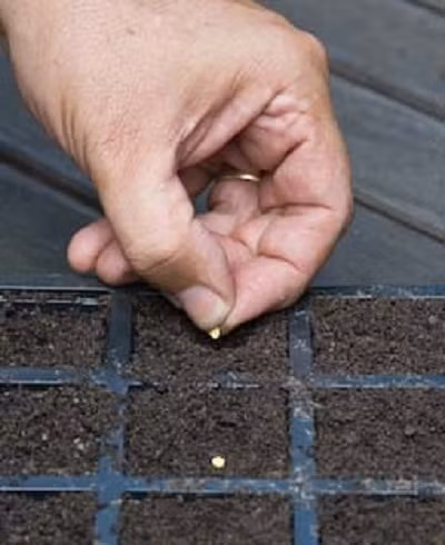 Bước 3: Gieo hạt ớt vào đất trồng đã được xử lý tơi xốp, thoát nước tốt. Hạt giống đặt sâu khoảng 0.5cm, vùi lớp đất mỏng lên trên và tưới đất ẩm. Bạn nên bón lót chút phân NPK cho đất trồng.