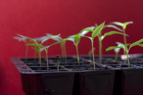 Bước 5: Sau khi hạt ớt nảy mầm và phát triển, có độ cao 10-15cm, và 3-4 lá, bạn hãy tách những cây khỏe mạnh ra trồng riêng vào các chậu.