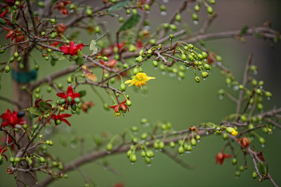 Mai tứ quý là hay được gọi là nhị độ mai, tức mai nở hai lần, trước hoa màu vàng, sau là màu đỏ. Mai tứ quý được yêu thích trồng làm cảnh vì lá xanh quanh năm, rất ít bị sâu bênh, vừa chịu nắng tốt.