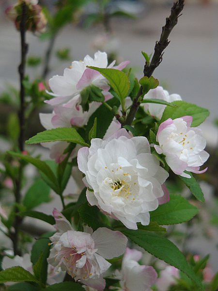 Nhất chi mai là một loại mai chơi tết lâu đời của người dân. Cây dáng nhỏ, hoa chúm chím, cánh mỏng manh, hoa màu trắng pha hồng đẹp mắt. Nhất là các dịp lễ tết, chúng được rao bán vài triệu đồng vẫn hút khách,.