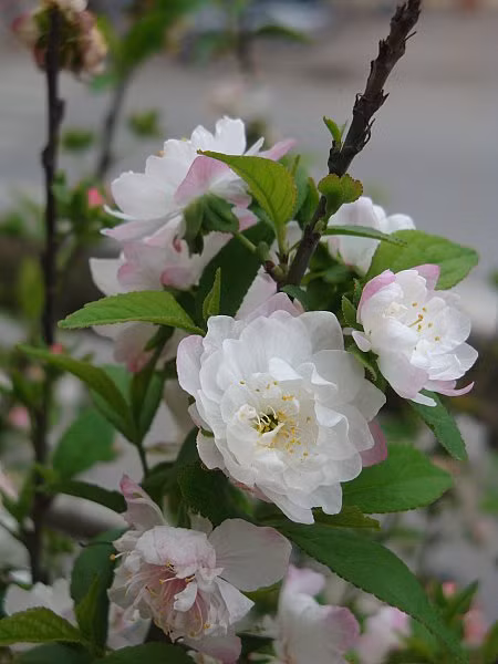 Nhất chi mai là một loại mai chơi tết lâu đời của người dân. Cây dáng nhỏ, hoa chúm chím, cánh mỏng manh, hoa màu trắng pha hồng đẹp mắt. Nhất là các dịp lễ tết, chúng được rao bán vài triệu đồng vẫn hút khách,.