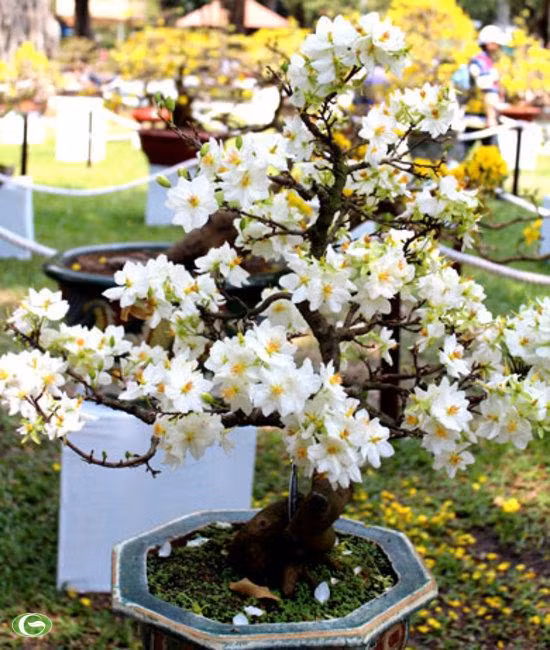 Hoa bạch mai màu trắng, 6 đến 8 cánh tròn lớn, dày, nhụy vàng, có mùi thơm thoang thoảng, dễ chịu.