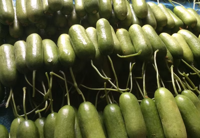 Dưa leo baby cũng là loại đặc sản hút khách thời gian gần đây. Chúng được rao bán với giá 40.000 - 45.000 đồng/kg.