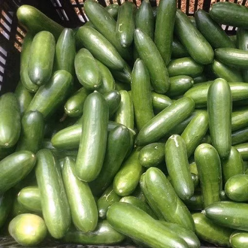 Dưa leo baby mọng nước, giàu vitamin và ăn khá giòn và ngon. Ngoài chế biến món ăn, chúng được các bà nội trợ mua về làm đẹp da.