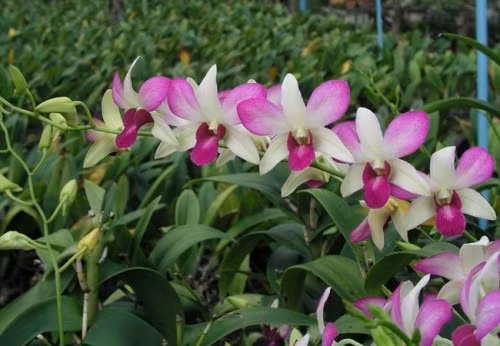 Lan dendro thường dùng trang trí sân vườn, ban công hoặc làm quà tặng. Chúng thích hợp với nhiệt độ từ 16 - 32 độ C.