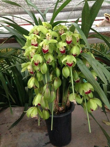 Trung bình mỗi chậu địa lan đẹp sẽ "ngốn" từ 5- 10 triệu đồng. Địa lan nên có bẹ lớn, lá mướt, hoa không dập nát là đẹp.