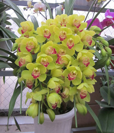 Chơi hoa địa lan dịp Tết là một trong những thú chơi “sang chảnh” được nhiều người ưa chuộng. Tùy từng giống mà chúng có giá khác nhau, địa lan Đà Lạt thấp nhất 320.000 đồng/cành và cao nhất là 1 -2,2 triệu đồng cho các dòng lan vàng hoàng hậu hay lan cam lửa.